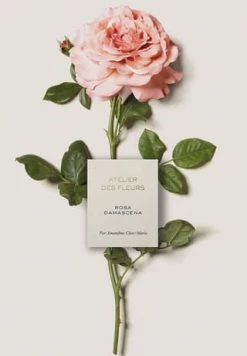 Chloé Atelier Des Fleurs Rosa Damascena, Eau De Parfum 50ml -premium-duefte Verkäufe unnamed file 1083