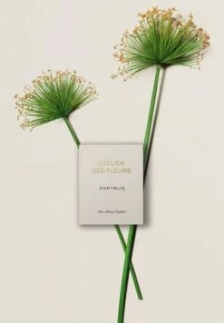 Chloé Atelier Des Fleurs Papyrus, Eau De Parfum 50ml -premium-duefte Verkäufe unnamed file 317