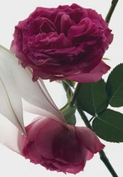 YVES SAINT LAURENT MON PARIS 30ml -premium-duefte Verkäufe unnamed file 364